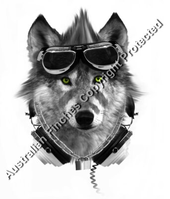 Wolf Eyes