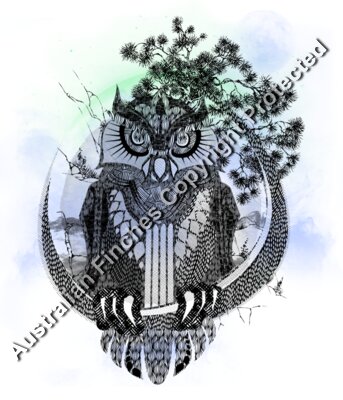 Night Owl