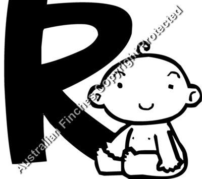 Baby R