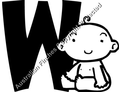 Baby W