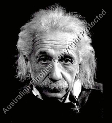 Albert Einstein