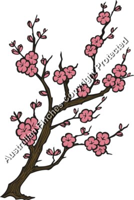 Cherry Blossom
