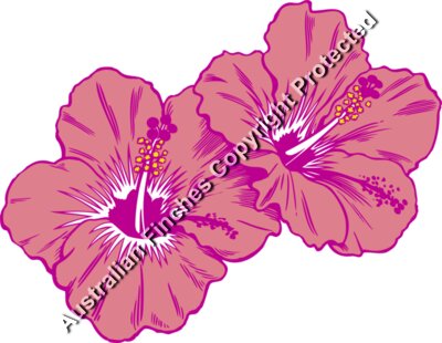 Hibiscus Tropical