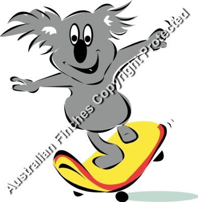 Skateboard Koala
