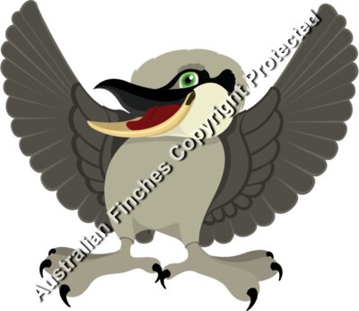 Kookaburra
