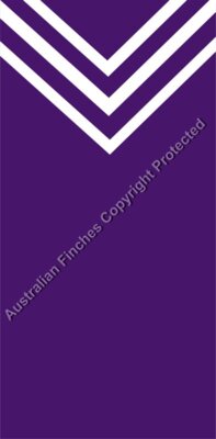 Purple White
