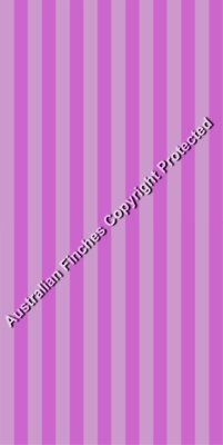 Pink Stripes