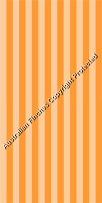 Orange Stripes