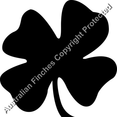 Four Leaf Clover