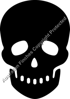 Black Skull