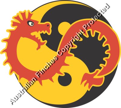 Dragon Ying Yang