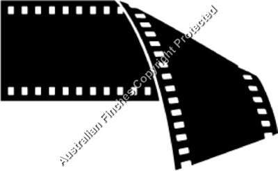 Film Reel Negative