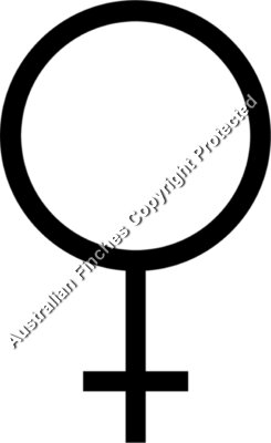 Male Symbol