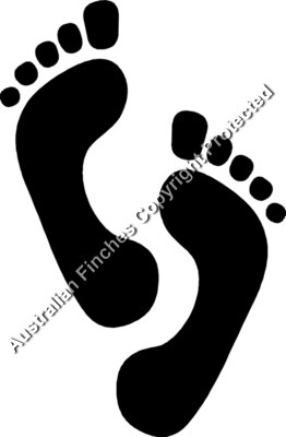 Foot Prints 2