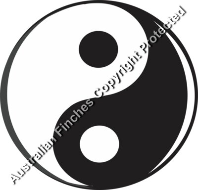 Ying Yang