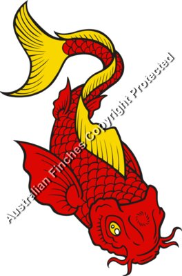 Red Koi Fish