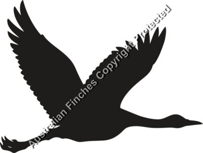 Flying Crane