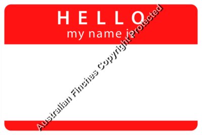 Hello My Name Is Sticker